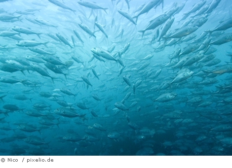 Fischschwarm Nico pixelio 470