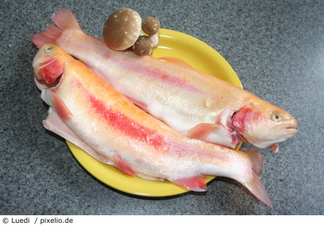 Goldforelle Luedi pixelio.de