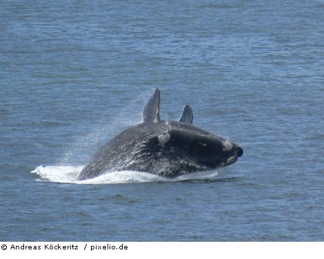 Wal Andreas Kckeritz pixelio 470