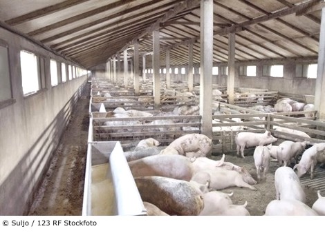 Schweinemast suljo