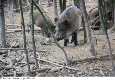 wildschweine 470